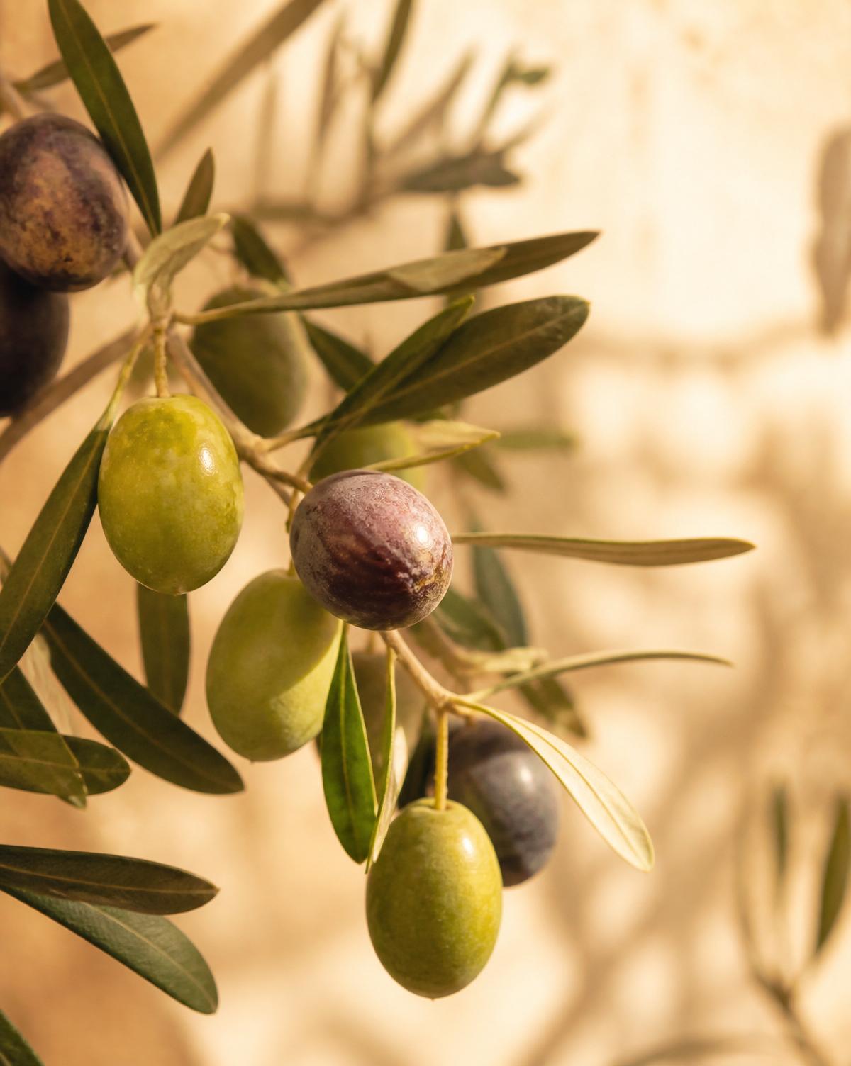 Olive branch